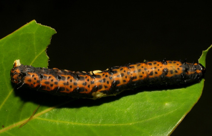 Fig. 13 Vista dorsal del último estadio de <i>Coronidia subpicta</i></i> (Sematuridae) sobre <i>Oreopanax capitatus</i></i> (Araliaceae) (06-SRNP-4964-DHJ410812).
