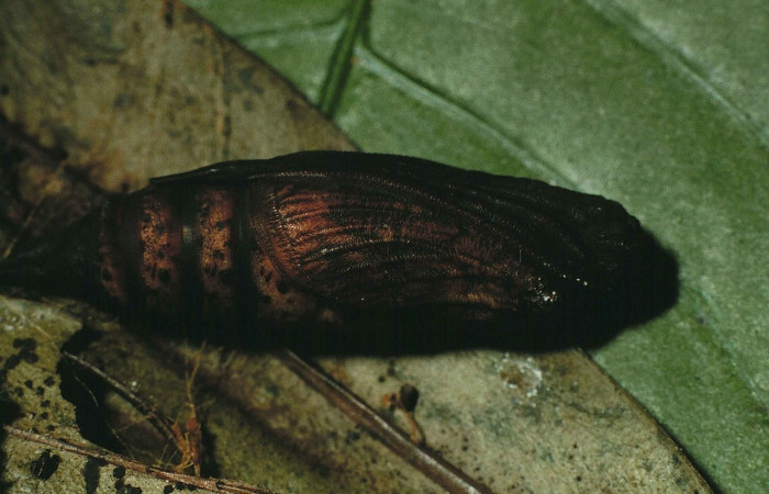 Fig. 14 Vista lateral del estadio en pupa de <i>Coronidia subpicta</i></i> (Sematuridae); sobre <i>Myrsine coriacea</i></i> (Primulaceae). (00-SRNP-9565-DHJ53585).