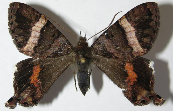 Fig. 15 Vista dorsal de <i>Coronidia leachii</i></i> (Sematuridae) (09-SRNP-35431-DHJ516196).