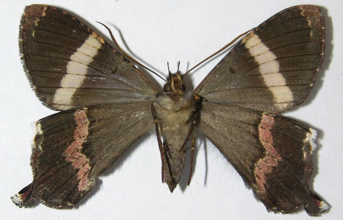 Fig. 16 Vista ventral de <i>Coronidia leachii</i></i> (Sematuridae) (09-SRNP-35431-DHJ516197).