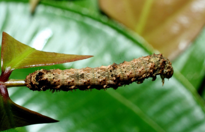Fig. 18 Posición dorsal del último estadio de <i>Coronidia leachii</i></i> (Sematuridae), sobre <i>Zygia palmana</i></i> (09-SRNP-35431-DHJ455487).