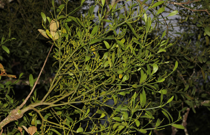 Fig. 19 <i>Phoradendron cuadrangulare</i></i> (Viscaceae), pegada sobre la rama de un <i>Byrsonima crassifolia</i></i> (Malpihiaceae) 04 de agosto 2022; Estación Biológica Los Almendros Sector El Hacha ACG. Foto: Roster Moraga.