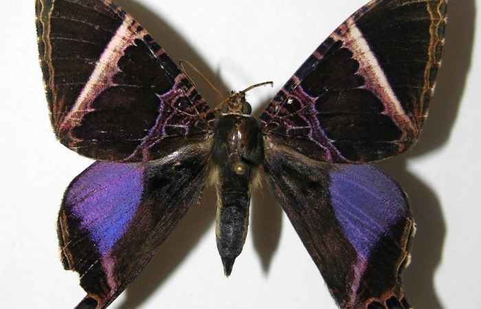 Fig. 1 Posición dorsal del macho <i>Coronidia orithea</i></i> (Sematuridae), (05-SRNP-60377-DHJ331774).