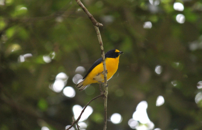 Fig. 20 Macho adulto de <i>Euphonia hirundinacea</i></i> (Fringillidae) es muy común ver machos y hembras alimentándose de los frutos maduros de <i>Phoradendron cuadrangulare</i></i> (Viscaceae). Estación Biológica Los Almendros Sector El Hacha ACG. Foto: Roster Moraga.