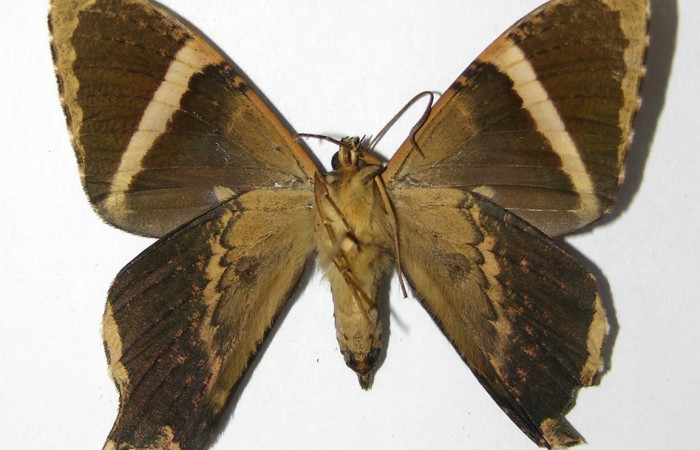 Fig. 2 Posición ventral del macho <i>Coronidia orithea</i></i> (Sematuridae), (05-SRNP-60377-DHJ331775).
