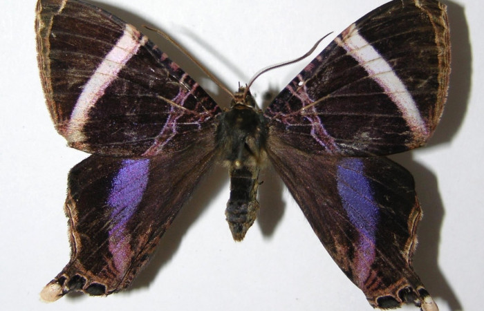 Fig. 3 Posición dorsal de la hembra <i>Coronidia orithea</i></i> (Sematuridae), (05-SRNP-19274-DHJ331776).