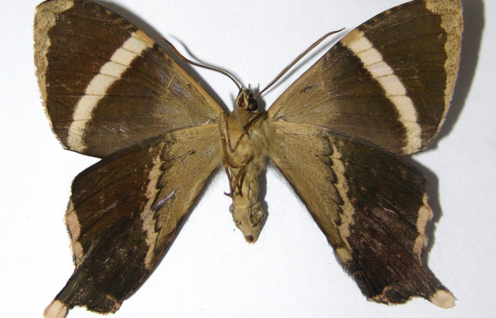 Fig. 4 Posición ventral de la hembra <i>Coronidia orithea</i></i> (Sematuridae), (05-SRNP-19274-DHJ331777).