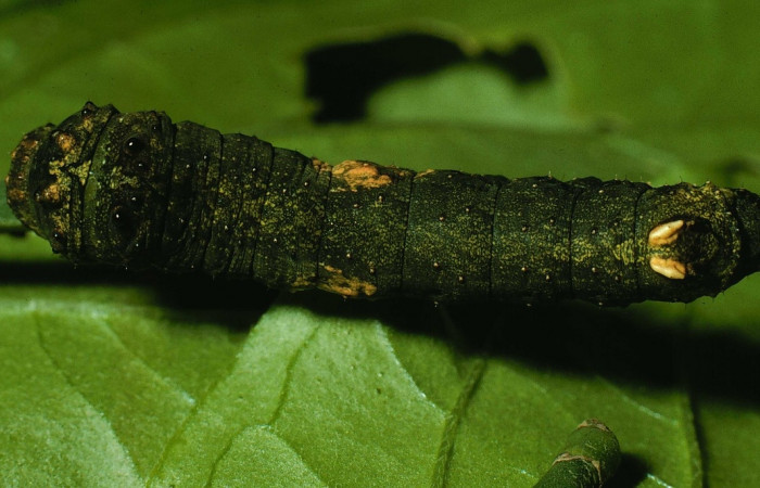 Fig. 7 Vista dorsal del último estadio de <i>Coronidia orithea</i></i> (Sematuridae); sobre <i>Phoradendron cuadrangulare</i></i> (Viscaceae). Área administrativa de Sector Santa Rosa, ACG. 25 de agosto 1995 (95-SRNP-8509-DHJ25686).