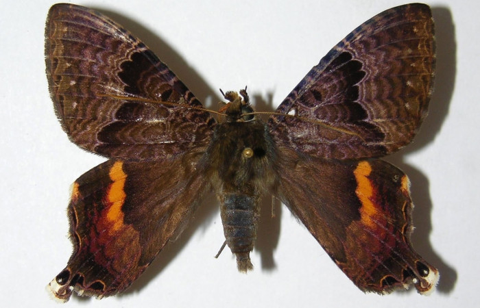 Fig. 8 Vista dorsal del macho <i>Coronidia subpicta</i></i> (Sematuridae). (00-SRNP-9570-DHJ331792).