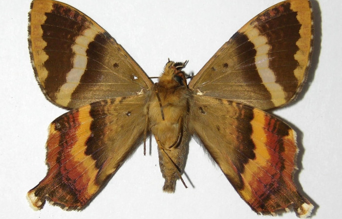 Fig. 9 Vista ventral del macho <i>Coronidia subpicta</i></i> (Sematuridae). (00-SRNP-9570-DHJ331793).