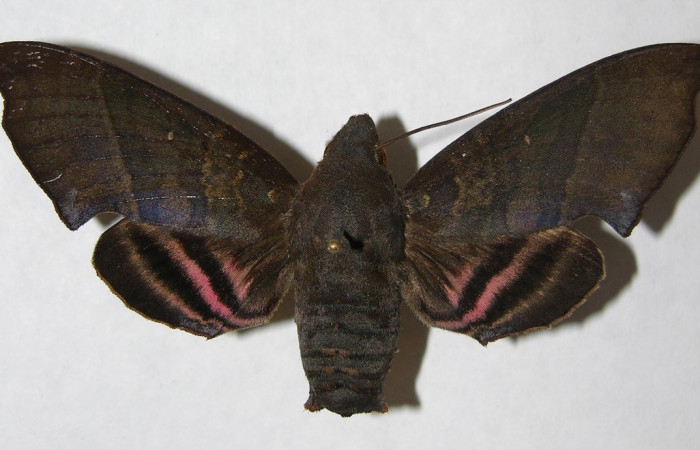 Fig. 01. Adulto <i>Pachygonidia hopfferi</i></i> (Sphingidae)
,hembra en vista dorsal, 75mm longitud. Voucher: 06-SRNP-3865-DHJ347524.jpg. 
