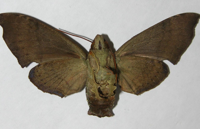 Fig. 02. Adulto <i>Pachygonidia hopfferi</i></i> (Sphingidae)
,hembra en vista ventral, 75mm longitud. Voucher: 06-SRNP-3865-DHJ347525.jpg
