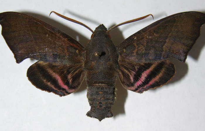 Fig. 03. Adulto <i>Pachygonidia hopfferi</i></i> (Sphingidae)
,macho en vista dorsal, 67mm longitud. Voucher: 06-SRNP-3866-DHJ347526.jpg
