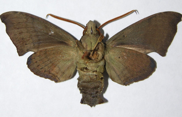 Fig. 04. Adulto <i>Pachygonidia hopfferi</i></i> (Sphingidae)
,macho en vista ventral, 67mm longitud. Voucher: 06-SRNP-3866-DHJ347527.jpg. 
