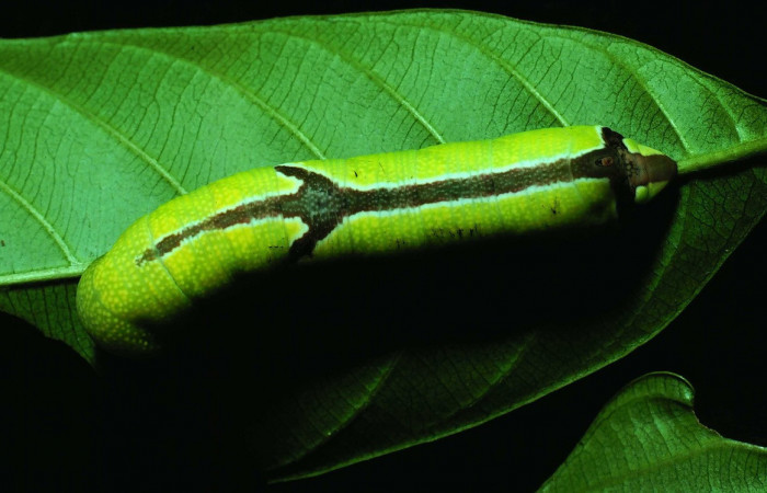Fig. 05. Larva de <i>Pachygonidia drucei</i></i> en último estadío, vista dorsal, 57mm longitud Voucher: 81-SRNP-664-DHJ2847.jpg