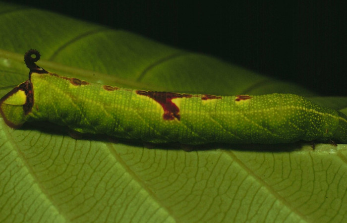 Fig. 06. Larva de <i>Pachygonidia drucei</i></i> en penúltimo estadío, vista lateral, 50mm longitud Voucher: 91-SRNP-2427-DHJ14501.jpg