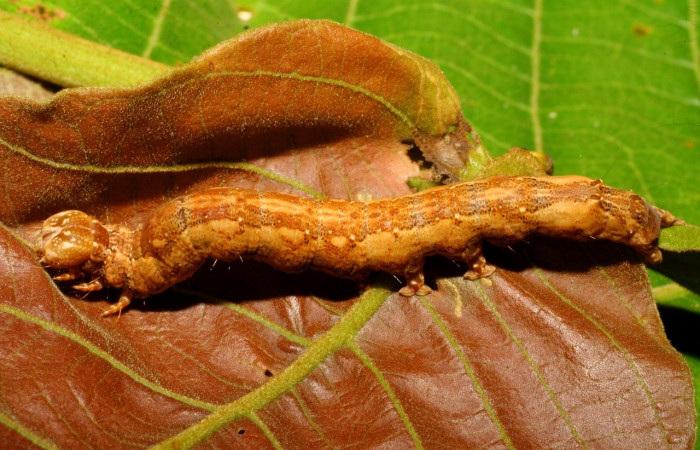 Fig. 10 Larva <i>Feigeria herilia</i></i> (Erebidae), vista dorsal mide 65mm. Sendero Puertas, Sector Del Oro, 400m. 08-SRNP-21362-DHJ438233.jpg