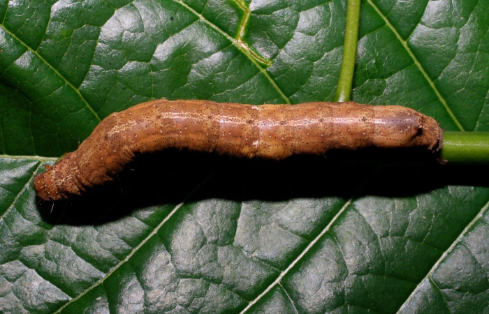 Fig. 11 Larva <i>Feigeria herilia</i></i> (Erebidae), vista dorsal mide 65mm. Sendero Puertas, Sector Del Oro, 400m. 08-SRNP-21362-DHJ438233.jpg