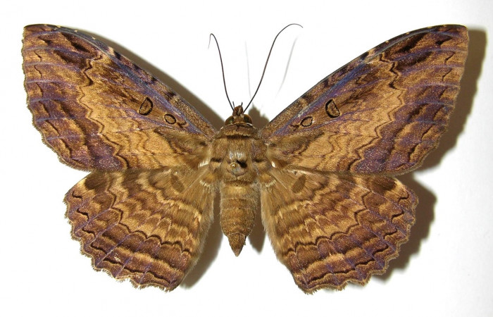 Fig. 12 Adulto <i>Feigeria</i></i> buteoDHJ02 (Erebidae), vista dorsal mide 95mm. Sendero Huerta, Sector San Cristobal, 527m. 01-SRNP-2067-DHJ328816.