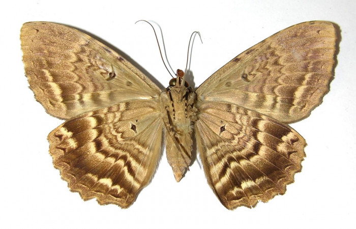 Fig. 13 Adulto <i>Feigeria</i></i> buteoDHJ02 (Erebidae), vista ventral mide 95mm. Sendero Huerta, Sector San Cristobal, 527m. 01-SRNP-2067-DHJ328817.