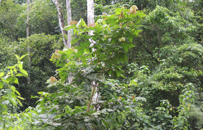 Fig. 15 Planta <i>Inga oerstediana</i></i> hospedera de larva <i>Feigeria herilia</i></i> (Erebidae), Rio Chon, Sector Del Oro, Foto:Roster Moraga.