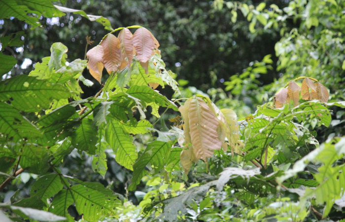 Fig. 14 Planta <i>Inga oerstediana</i></i> hospedera de larva <i>Feigeria herilia</i></i> (Erebidae), Rio Chon, Sector Del Oro, Foto:Roster Moraga.