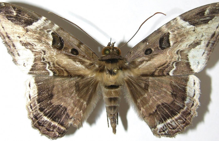 Fig. 1 Adulto <i>Feigeria herilia</i></i> (Erebidae), vista dorsal mide 71mm. Camino Ensayo, Brasilia, 500m. 07-SRNP-66162-DHJ388864.