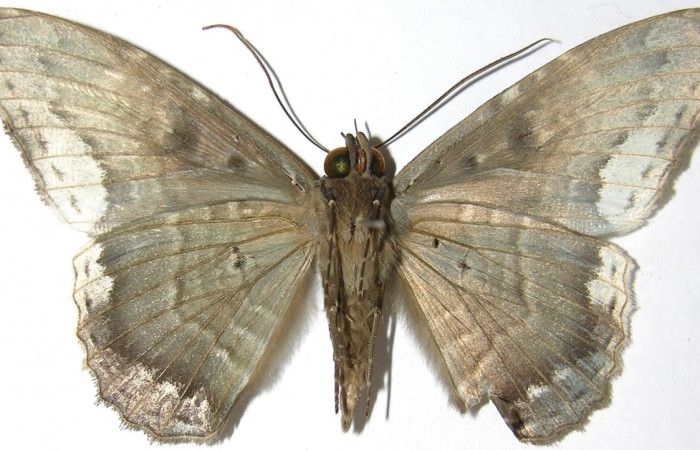Fig. 2 Adulto <i>Feigeria herilia</i></i> (Erebidae), vista dorsal mide 71mm. Camino Ensayo, Brasilia, 500m. 07-SRNP-66162-DHJ388865.