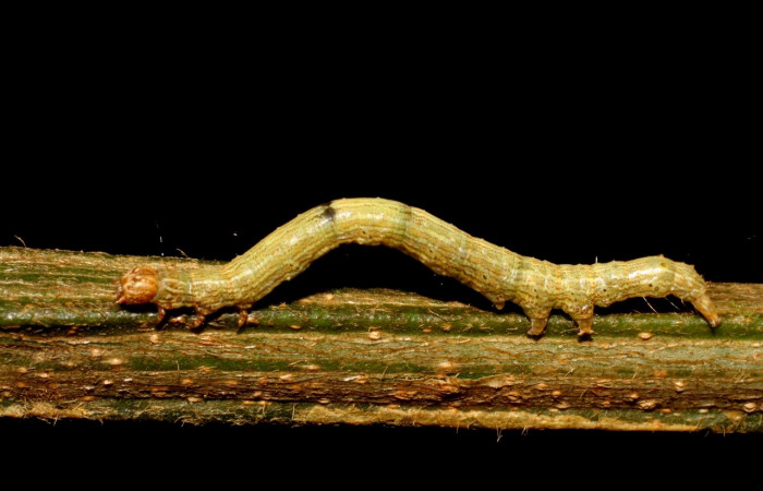 Fig. 3 Larva <i>Feigeria herilia</i></i> (Erebidae), vista lateral mide 40mm. Corrales Viejos, Sector San Cristóbal, 495m. 07-SRNP-3545-DHJ426295.jpg