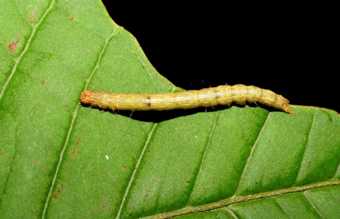 Fig. 4 Larva <i>Feigeria herilia</i></i> (Erebidae), vista dorsal mide 40mm. Corrales Viejos, Sector San Cristóbal, 495m. 07-SRNP-3545-DHJ426299.jpg