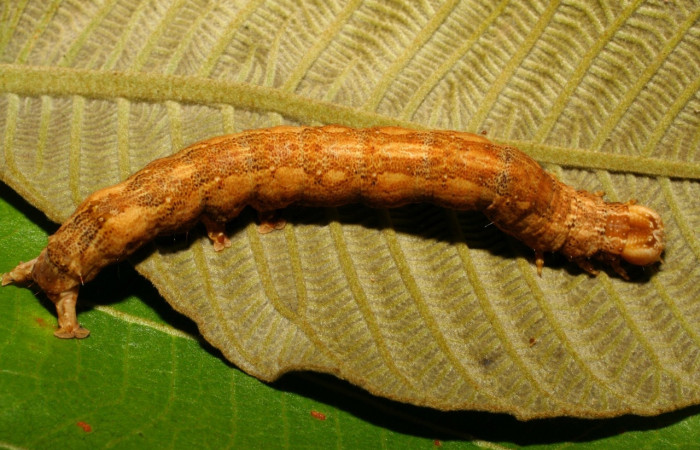 Fig. 5 Larva <i>Feigeria herilia</i></i> (Erebidae), vista dorsal mide 40mm. Quebrada Lajosa, Sector deel 55, 400m. 08-SRNP-20304-DHJ435530.jpg