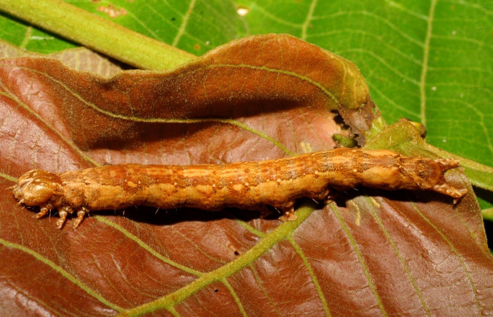 Fig. 6 Larva <i>Feigeria herilia</i></i> (Erebidae), vista dorsal mide 40mm. Quebrada Lajosa, Sector Del Oro, 400m. 08-SRNP-20305-DHJ435537.