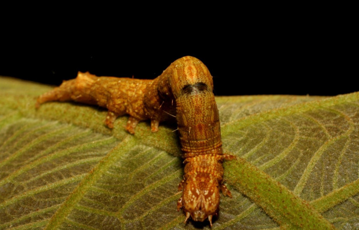 Fig. 7 Larva <i>Feigeria herilia</i></i> (Erebidae), vista dorsal mide 43mm. Quebrada Lajosa, Sector Rincon Rain Forest, 460m. 08-SRNP-40224-DHJ435906.jpg