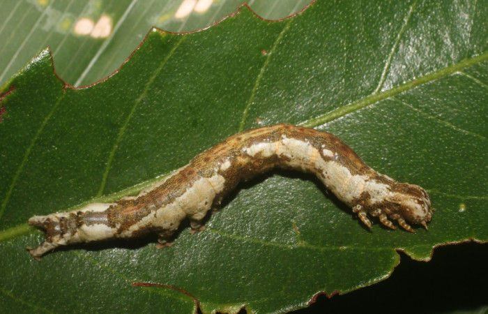 Fig. 8 Larva <i>Feigeria herilia</i></i> (Erebidae), vista dorsal mide 50mm. PL 12, Sector Pailas, 752m. 16-SRNP-55298-DHJ492503.jpg