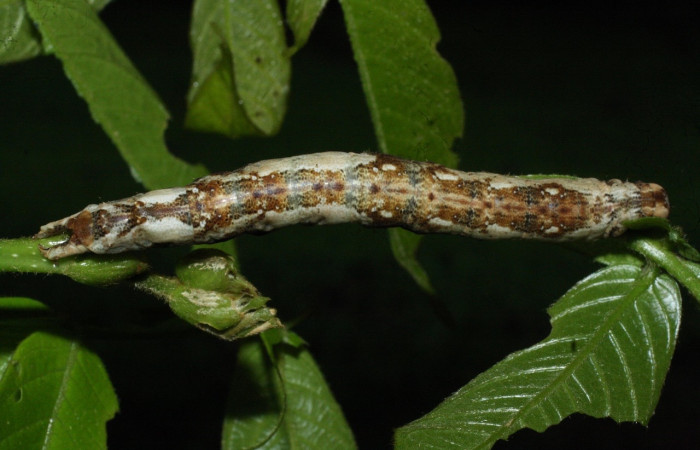 Fig. 9 Larva <i>Feigeria herilia</i></i> (Erebidae), vista dorsal mide 50mm. PL 12, Sector Pailas, 752m. 18-SRNP-20422-DHJ711181.jpg