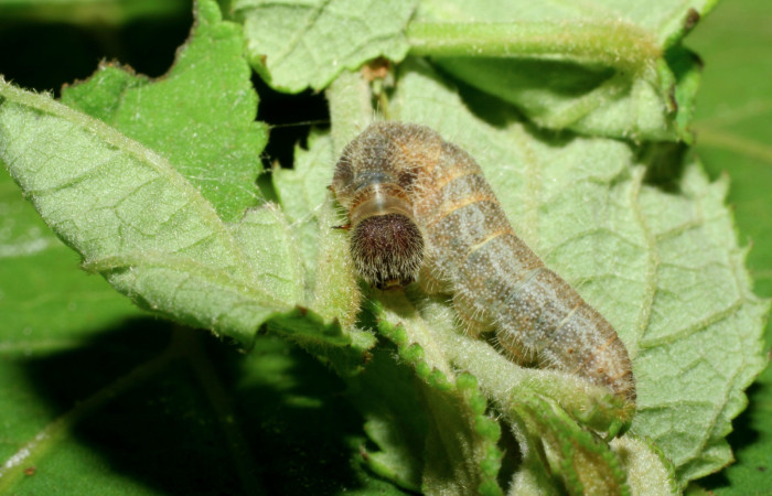 Fig 3 . Larva. <i>Heliopetes arsalte</i></i> vista frontal
Voucher 05-SRNP-34906-DHJ420556.jpg