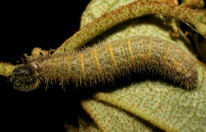 Fig 13. Larva <i>Heliopetes alana</i></i> último estadío  Sector Pitilla Voucher 07-SRNP-30583-DHJ418683.jpg