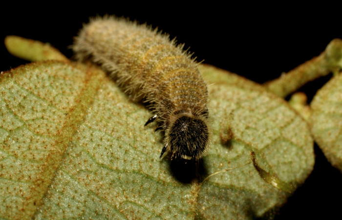 Fig 11. Larva <i>Heliopetes alana</i></i> último estadío Sector Pitilla. Voucher 07-SRNP-30583-DHJ418687.jpg