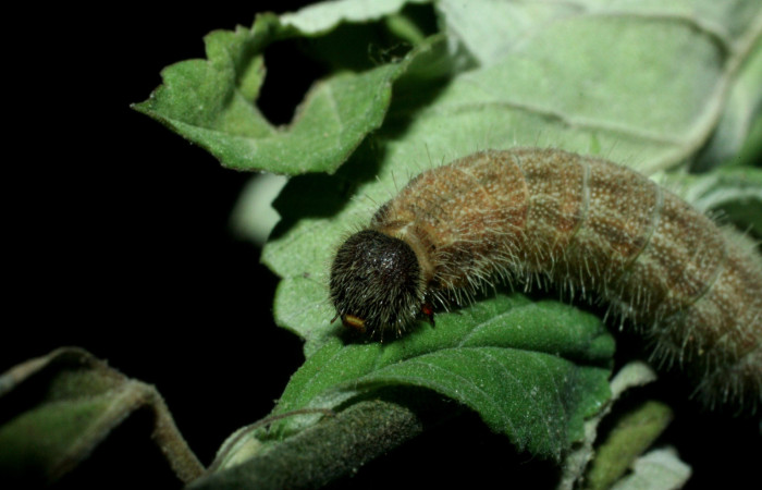 Fig 2 . Larva  <i>Heliopetes arsalte</i></i>  dorsal último estadío Voucher 09-SRNP-2101-DHJ454083.jpg