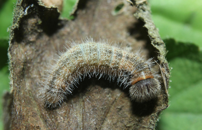 Fig 1. Larva  <i>Heliopetes arsalte</i></i> dorsal entero, penúltimo estadío Voucher 15-SRNP-70623-DHJ727206.jpg