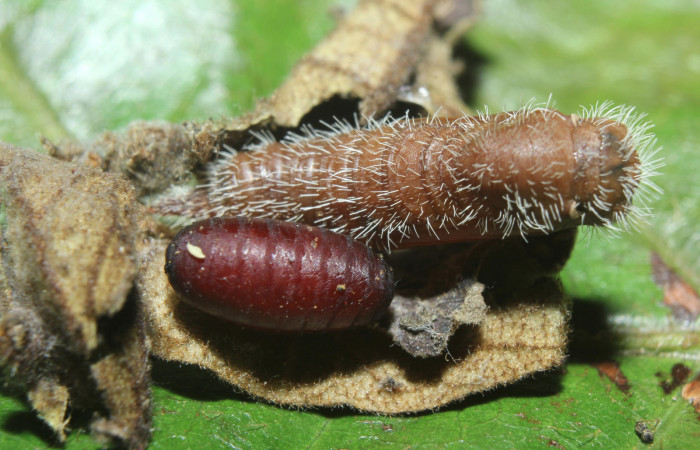 Fig 8 . Cadáver de pupa,<i>Heliopetes arsalte</i></i>
 y pupario Tachinidae Voucher 16-SRNP-70326-DHJ732739.jpg