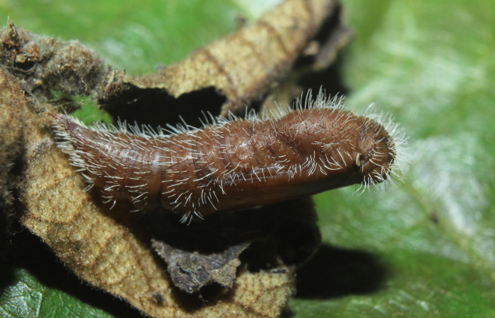 Fig 9 . Cadáver de <i>Heliopetes arsalte</i></i> pupa mide 15 mm 
Voucher 16-SRNP-70326-DHJ732742.jpg