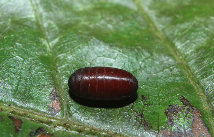 Fig 10. Pupario de familia Tachinidae parásito de la larva <i>Heliopetes arsalte</i></i>
Voucher 16-SRNP-70326-DHJ732745.jpg