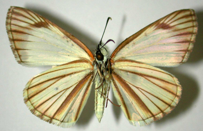 Fig 4 . Adulto <i>Heliopetes arsalte</i></i> vista ventral (hembra).
Voucher 87-SRNP-810-DHJ31773. 