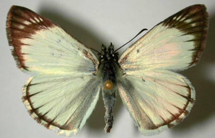 Fig 5 . Adulto <i>Heliopetes arsalte</i></i> vista dorsal
(macho) .
 Voucher 93-SRNP-5800-DHJ31774.
