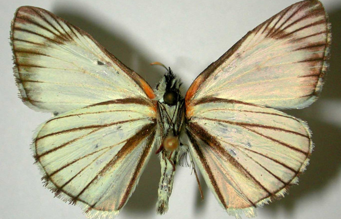 Fig 6 . Adulto <i>Heliopetes arsalte</i></i> vista ventral (macho)  
Voucher 93-SRNP-5920-DHJ31772