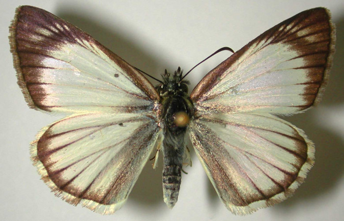 Fig 7. Adulto <i>Heliopetes arsalte</i></i> vista dorsal, (hembra).   
Voucher 93-SRNP-5921-DHJ31775