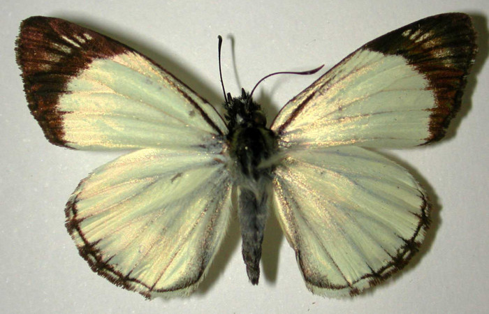 Fig 12 . Adulto <i>Heliopetes alana</i></i> vista dorsal. Voucher 96-SRNP-10554-DHJ31776