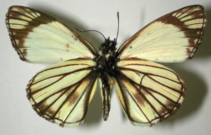 Fig 14. Adulto <i>Heliopetes alana</i></i> vista Ventral. (Voucher 96-SRNP-10554-DHJ31777)