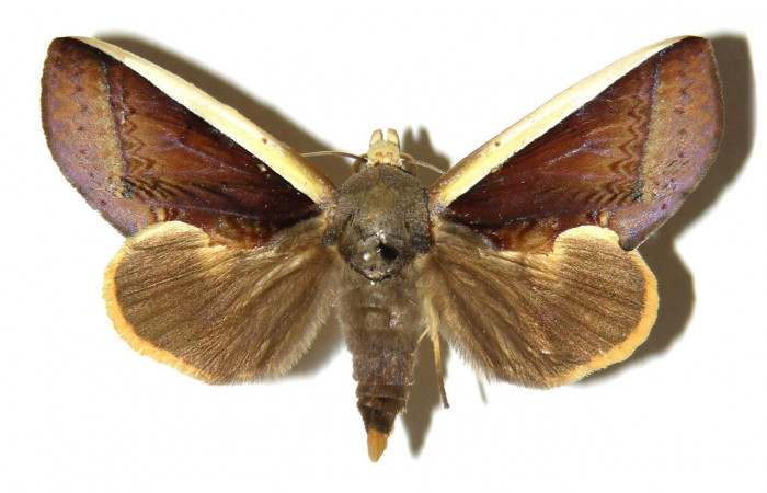 Fig.1. Adulto de <i>Gonodonta prygo</i></i>. En vista dorsal. Voucher : 02-SRNP-16207-DHJ311970.jpg.